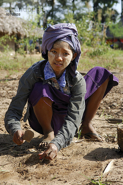 Junge Burmesin bei der Erdnussernte  Bagan  Myanmar  Südostasien