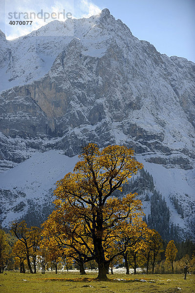 Bergahorn (Acer pseudoplatanus) mit herbstlichem Laub vor verschneiten Bergen  Ahornboden  Eng  Vorderriss  Tirol  Österreich  Europa