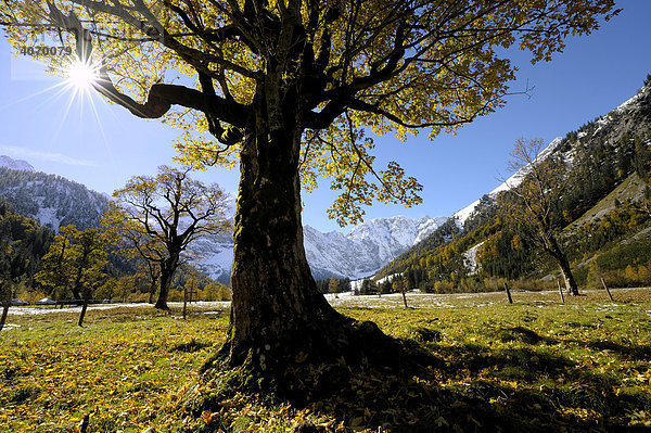 Bergahorn (Acer pseudoplatanus) mit herbstlichem Laub im Gegenlicht vor verschneiten Bergen  Ahornboden  Eng  Vorderriss  Tirol  Österreich  Europa