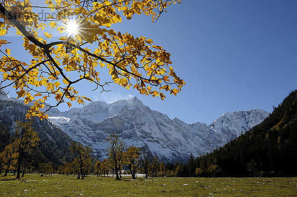 Bergahornzweig (Acer pseudoplatanus) mit herbstlichem Laub im Gegenlicht vor verschneiten Bergen  Ahornboden  Eng  Vorderriss  Tirol  Österreich  Europa