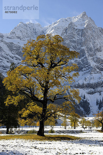 Bergahorn (Acer pseudoplatanus) mit herbstlichem Laub vor verschneiten Bergen  Ahornboden  Eng  Vorderriss  Tirol  Österreich  Europa