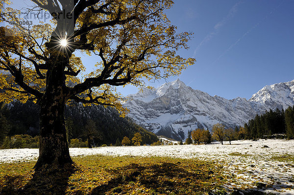 Bergahorn (Acer pseudoplatanus) mit herbstlichem Laub im Gegenlicht vor verschneiten Bergen  Ahornboden  Eng  Vorderriss  Tirol  Österreich  Europa