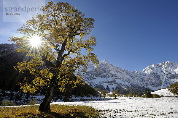 Bergahorn (Acer pseudoplatanus) mit herbstlichem Laub im Gegenlicht vor verschneiten Bergen  Ahornboden  Eng  Vorderriss  Tirol  Österreich  Europa