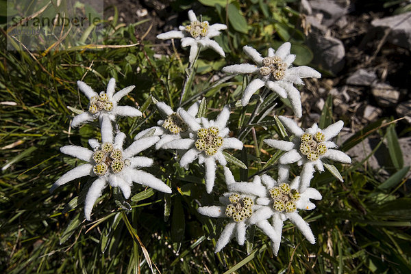 Alpen-Edelweiß (Leontopodium nivale subsp. alpinum Basionym Leontopodium alpinum)  Gramais  Reutte  Tirol  Österreich  Europa