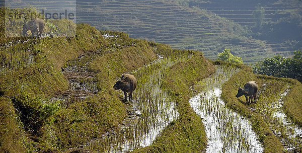 Reisterrassen mit Wasserbüffeln  Bac Ha  Nordvietnam  Südostasien