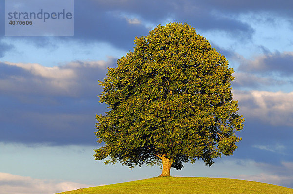 Linde (Tilia) im Abendlicht  Hirzel  Schweiz  Europa