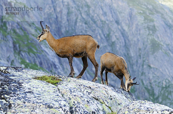 Gämse (Rupicapra rupicapra) mit Jungtier auf Felsplatte stehend