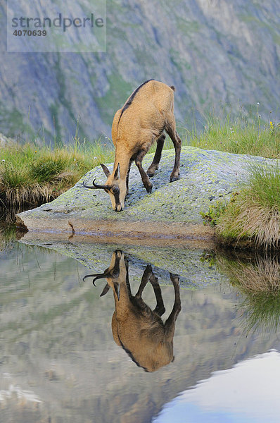 Gämse (Rupicapra rupicapra) spiegelt sich im Bergsee