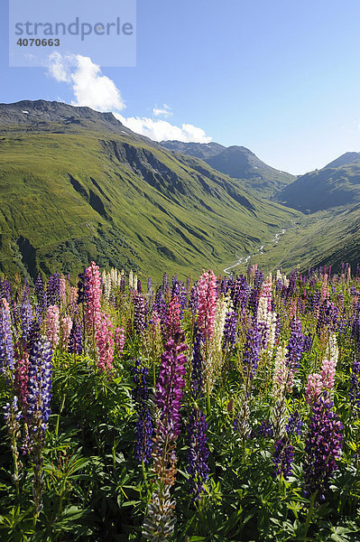 Sicht von der Furkapasshöhe Richtung Urnerland  mit wilden Lupinen (Lupinus polyphyllus) im Vordergrund  Uri  Schweiz  Europa