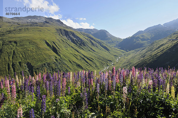 Sicht von der Furkapasshöhe Richtung Urnerland  mit wilden Lupinen (Lupinus polyphyllus) im Vordergrund  Uri  Schweiz  Europa