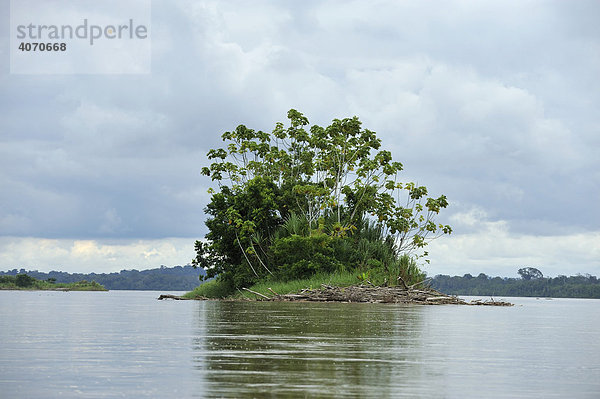 Insel im Fluss Rio Napo in der Nähe der Stadt Coca  Ecuador  Südamerika