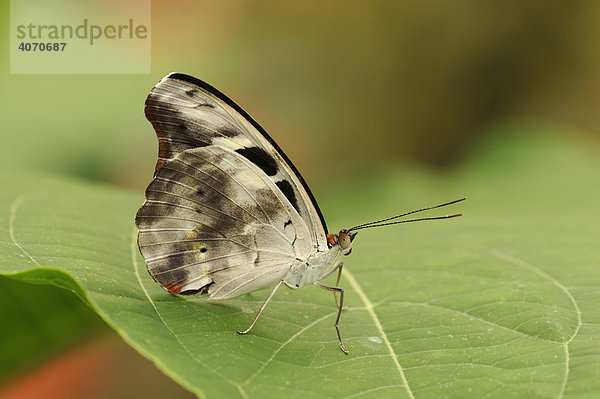 Tropischer Schmetterling auf Blatt sitzend  Ecuador  Südamerika