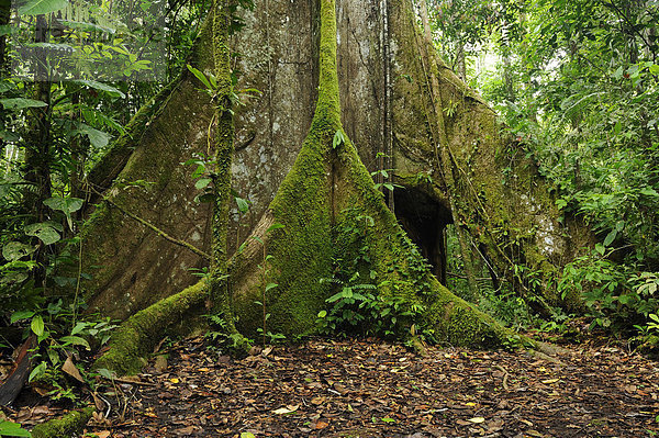 Brettwurzeln eines Kapokbaum (Ceiba pentandra)  in Ecuador Ceibo genannt  Südamerika