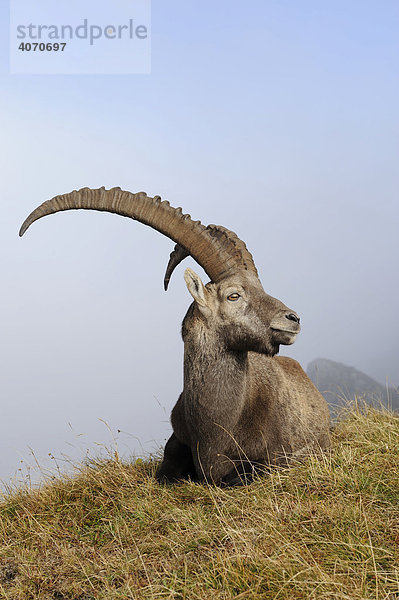 Alpensteinbock (Capra ibex)  Berner Oberland  Schweiz  Europa