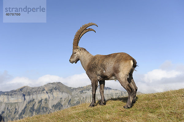 Alpensteinbock (Capra ibex)  Berner Oberland  Schweiz  Europa