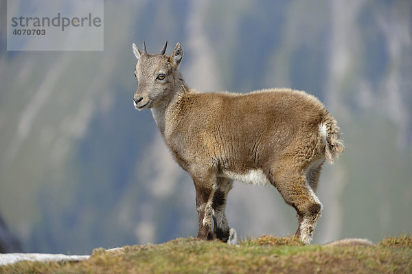 Jungtier vom Alpensteinbock (Capra ibex)  Berner Oberland  Schweiz  Europa