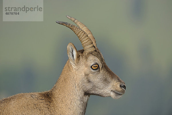 Jungtier vom Alpensteinbock (Capra ibex)  Berner Oberland  Schweiz  Europa