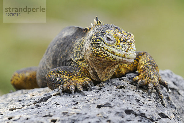 Drusenkopf (Conolophus subcristatus)  auch als Galapagos-Landleguan bekannt  Insel Plaza Sur  Galapagos  Ecuador  Südamerika