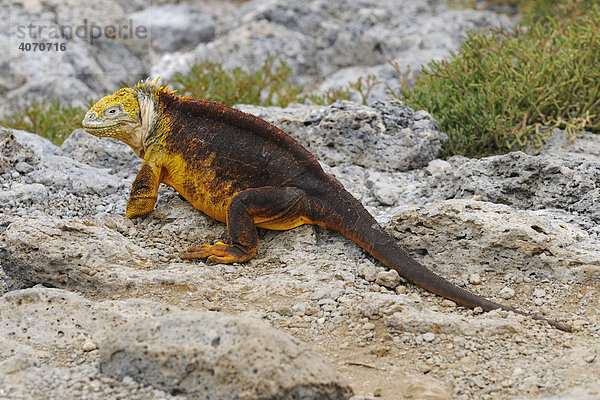 Drusenkopf (Conolophus subcristatus)  auch als Galapagos-Landleguan bekannt  Insel Plaza Sur  Galapagos  Ecuador  Südamerika