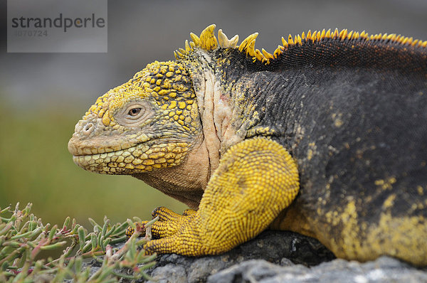 Drusenkopf (Conolophus subcristatus)  auch als Galapagos-Landleguan bekannt  Insel Plaza Sur  Galapagos  Ecuador  Südamerika