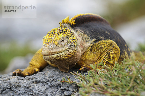 Drusenkopf (Conolophus subcristatus)  auch als Galapagos-Landleguan bekannt  Insel Plaza Sur  Galapagos  Ecuador  Südamerika