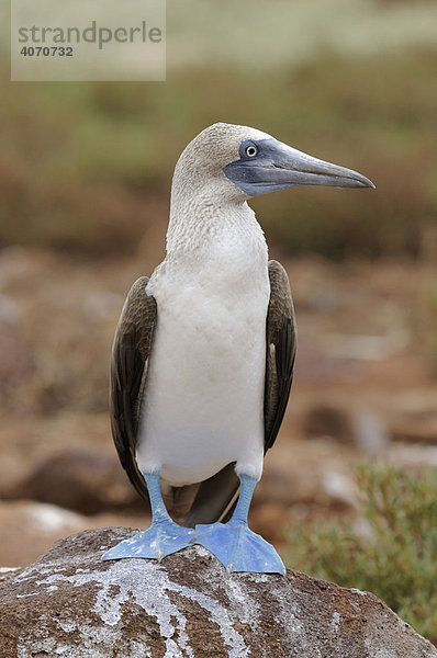 Blaufußtölpel (Sula nebouxii)  Insel Seymour Norte  Galapagos  Ecuador  Südamerika