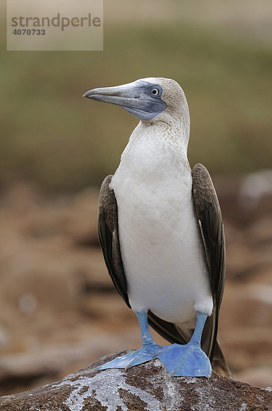 Blaufußtölpel (Sula nebouxii)  Insel Seymour Norte  Galapagos  Ecuador  Südamerika