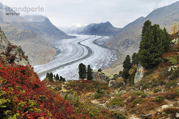 Großer Aletschgletscher  das Herz des UNESCO Weltnaturerbes Jungfrau-Aletsch-Bietschhorn  Goms  Wallis  Schweiz  Europa