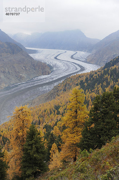 Großer Aletschgletscher  das Herz des UNESCO Weltnaturerbes Jungfrau-Aletsch-Bietschhorn  Goms  Wallis  Schweiz  Europa