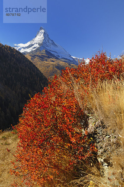 Herbstlich verfärbte Büsche  dahinter das Matterhorn  Zermatt  Wallis  Schweiz  Europa