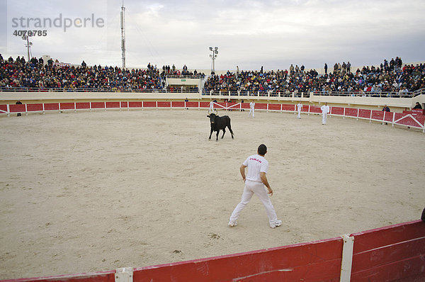 Stier beim Kampf mit Matador in der Arena von Saintes Maries de la Mer  La Camargue  Provence  Frankreich  Europa