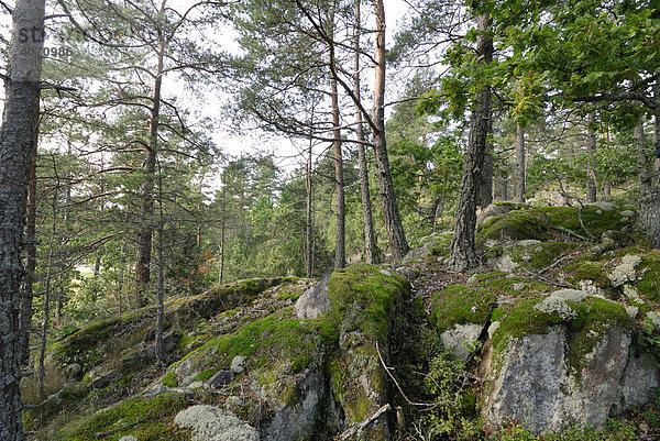 Tiefer Wald  Schweden  Skandinavien  Europa