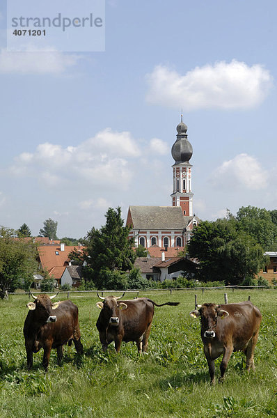 Kühe auf Wiese vor Kirche  Hechenwang  Ammersee  Oberbayern  Bayern  Deutschland  Europa