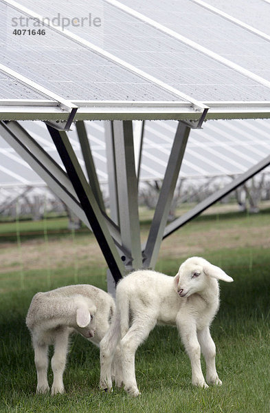 Merino Landschafe  Lämmer  weiden unter den Solarmodulen im Solarkraftwerk in Pocking  Niederbayern  Bayern  Deutschland  Europa