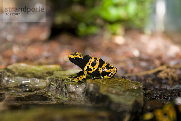 Gelbgebänderter Baumsteiger (Dendrobates leucomelas)  Pfeilgiftfrosch