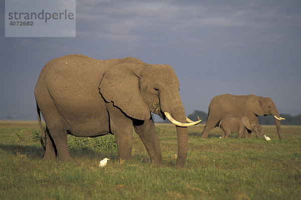 Afrikanische Elefanten (Loxodonta africana)  Amboseli National Park  Kenia  Afrika