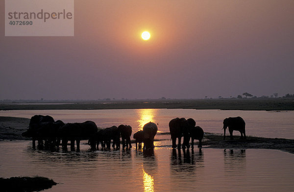 Afrikanischer Elefant (Loxodonta africana)  Herde im Sonnenuntergang  Wasserloch