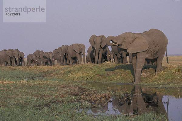 Afrikanischer Elefant (Loxodonta africana)  Herde an Wasserstelle
