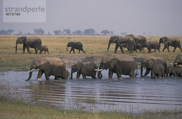 Herde Afrikanische Elefanten (Loxodonta africana)  Elefantenherde