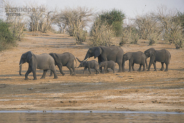 Afrikanischer Elefant (Loxodonta africana)  Gruppe mit Jungtieren am Fluß