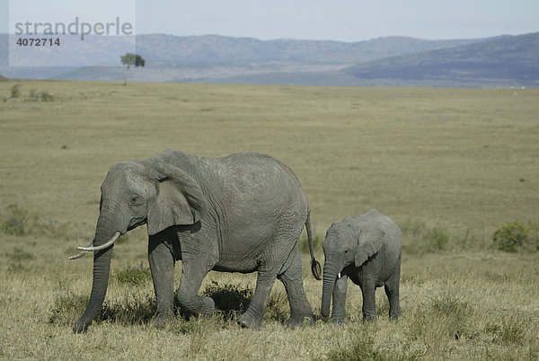 Afrikanischer Elefant (Loxodonta africana)  Masai Mara  Kenia  Afrika