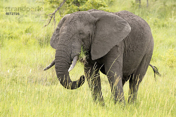 Afrikanischer Elefant (Loxodonta africana)  Sabie Sand Game Reserve  Südafrika  Afrika