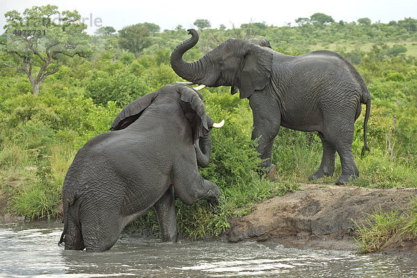 Afrikanischer Elefant (Loxodonta africana)  Elefantenbullen kämpfen  Sabie Sand Game Reserve  Südafrika  Afrika