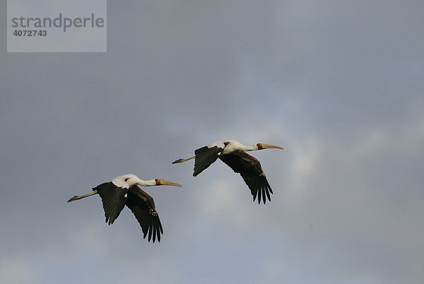 Afrikanischer Nimmersatt (Ibis ibis)  Gruppe fliegend  Nakuru-See  Kenia  Afrika