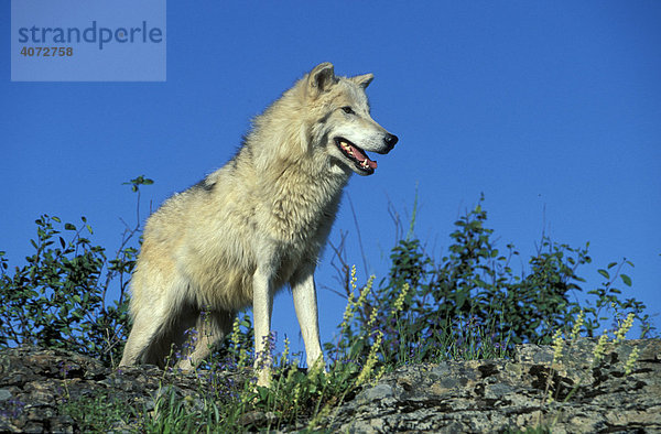 Alaska-Tundrawolf (Canis lupus tundrorum)