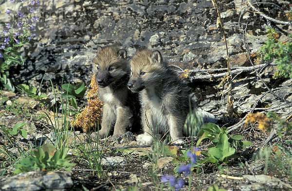 Alaska-Tundrawolf (Canis lupus tundrorum)  Jungtiere
