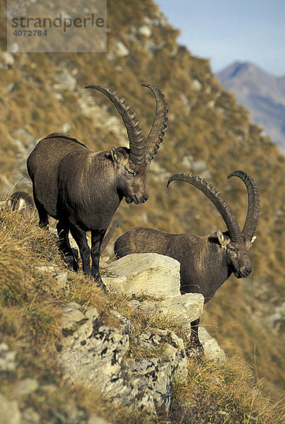 Alpensteinbock  Steinbock (Capra ibex)  männlich