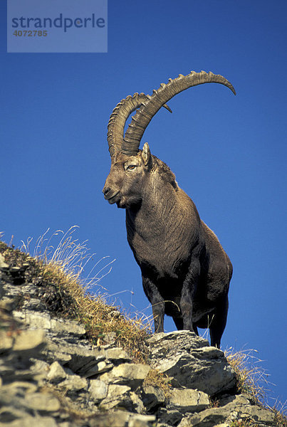 Alpensteinbock  Steinbock (Capra ibex)  männlich