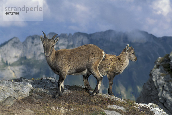 Alpensteinbock  Steinbock (Capra ibex)  Jungtiere