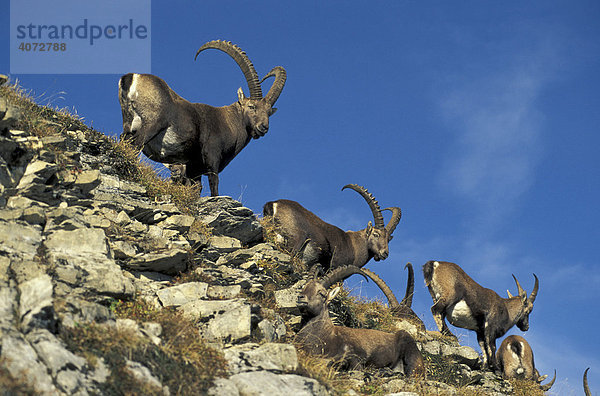 Alpensteinbock  Steinbock (Capra ibex)  Gruppe